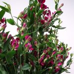 Alstroemeria-Charmelia Purplex_TradeFairAalsmeer2022_fot.A-Cecot