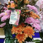 chryzantemy_Odmiany z grupy (serii) Kalimba_TradeFairAalsmeer2022_fot.A-Cecot