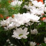 chryzantema_Ilonka-DummenOrange_TradeFairAalsmeer2022_fot.A-Cecot