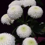 chryzantema_Newton_Deliflor_TradeFairAalsmeer2022_fot.A-Cecot