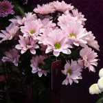 chryzantema_Babe_Deliflor__Zentoo__TradeFairAalsmeer2022_fot.A-Cecot