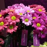 chryzantemy_Odmiany z grupy (serii) Ballerina's__DummenOrange_Zentoo__TradeFairAalsmeer2022_fot.A-Cecot