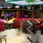 Prezentacja roz firmy hodowlanej Nirp International _TradeFairAalsmeer2022__fot. A-Cecot