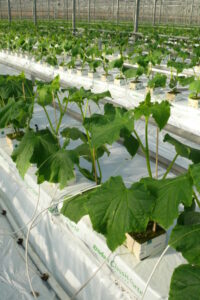 Rośliny ogórka po ustawieniu na matach uprawowych (rozsada z firmy rozsadowej)