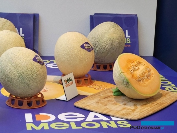 Koncept IDEAL Melons - ta nowość z firmy Sygenta Seeds zajęłał drugie miejsce w konkursie FLIA 2023