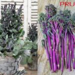 Broccoli Purplelicious F1_PRUDAC