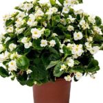 Begonia x hybrida Viking White on Green_SAKATA_
