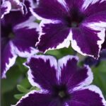 Petunia Crazytunia Cosmic Violet_WESTHOFF_FlowerTrials 2023
