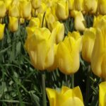 Tulipan_Strong Gold_fot. A Cecot