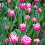 Tulipan 'Columbus' - odmiana z grupy Pełne wczesne_fot-A-Cecot