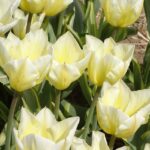 Tulipan Cream Coctail__MiedzynarodoweTargiTulipanow 2023_Chrzypsko Wielkie-fot_A-Cecot