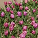 Tulipan Holland Beauty (gr. Triumph)_MiedzynarodoweTargiTulipanow 2023_Chrzypsko Wielkie-fot_A-Cecot