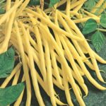 Żółtostrąkowa fasola szparagowa Rocdor