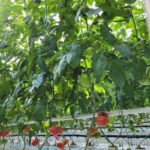 Nowa odmiana pomidora czerwonego Ferreira