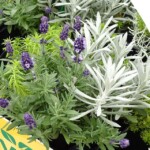 Autumn Checkies®: Helichrysum stoechas Sylvita Broadleaf Silver, Lavandula angustifolia Lavanto Purple, Sedum hybridum Winter Lemon_Volmary_fot. A-Cecot