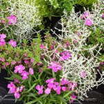 Autumn Checkies®: Calocephalus brownii Silvercarlos®, Cuphea hyssopifolia Myrto Purple, Dianthus caryophyllus Tiny Pleasure® Rose_Volmary_fot. A-Cecot