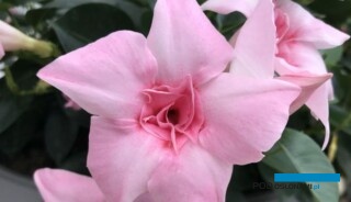Mandewila (Mandeville) Sundaville Double Blush Pink o pełnych kwiatach została wyróżniona w tym roku nagrodą FleuroStar, fot. A. Cecot