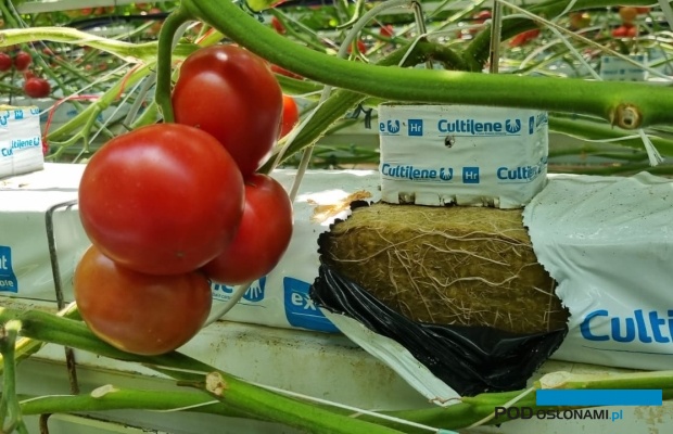 Plonowanie pomidorów na początku lipca, dobrze rozwinięty system korzeniowy (4 lipca 2023)