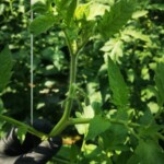 Wierzchołek rośliny pomidora, grono tworzące się w wierzchołkowej części rośliny (4 lipca 2023)