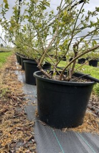 Uprawa borówki w pojemnikach