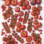 W firmie Enza Zaden pomidory z wysoką odpornością na ToBRFV wprowadzono już we wszystkich segmentach pomidorów
