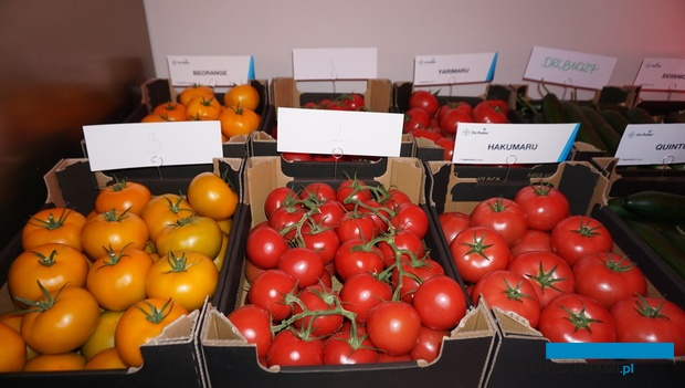 Owoce odmian pomidora marki De Ruiter - m.in. żółtopomarańczowy Beoren oraz malinowe Hakumaru i Yarimaru