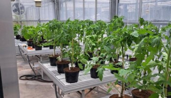 Fot. 1 Rośliny pomidorów i ogórków na początku badań – przed inokulacją
