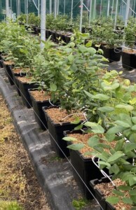 Pojemniki z borówką