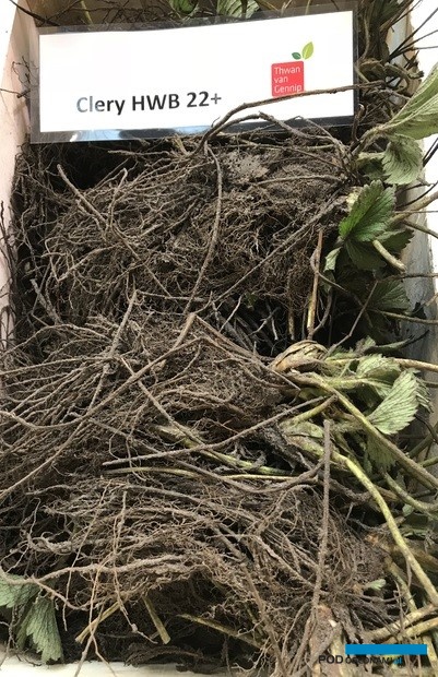 Sadzonki wielokoronowe