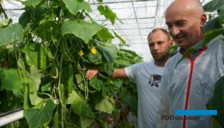 Tomasz Malik i Wojciech Wasiak (Rijk Zwaan) oceniają kondycję rosłin Mestany jesienią, pod koniec okresu uprawy, rośliny nadal mają dużą zdolność regeneracji