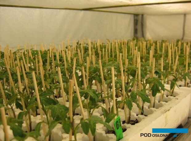 Zaszczepione siewki pomidora umieszcza się w tunelikach, w których początkowo utrzymuje się 100% wilgotności (widoczne zaparowane ściany tunelu)