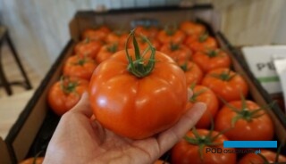 Pomidor czerwony E15B.42750 o wysokiej odporności na ToBRFV