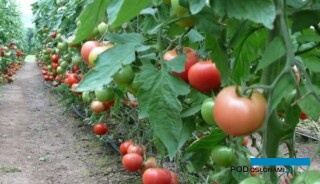 pomidory w tunelu