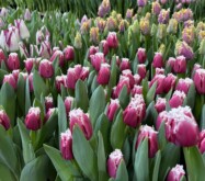 Tulip Trade Event 2024 - migawka z pokazu odmian tulipanów (fot. A. Cecot)