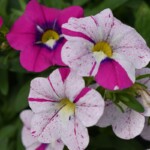 Calibrachoa Caliloco Graffiti - propozycja firmy Westhoff_fot. FlowerTrials