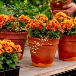 Chryzantemy - odmiana z drobnokwiatowej grupy (serii) PaX hodowli firmy Royal Van Zanten_fot. FlowerTrials