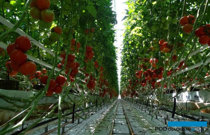 pomidory, Francja