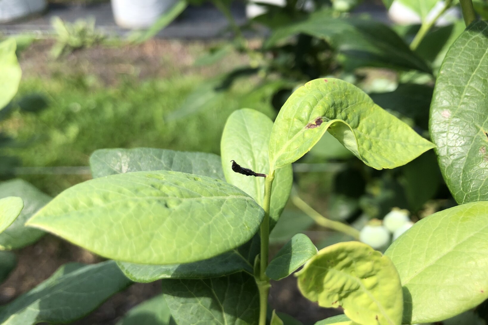 Pryszczarek borówkowiec