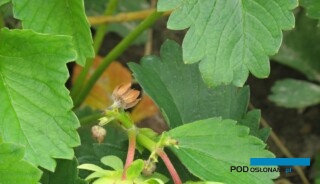 Pąki truskawki uszkodzone przez kwieciaka malinowca (fot. B. Łabanowska)