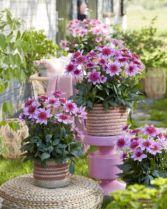 Dahlia Dalina Maxi Stardust Pink (fot. Fleuroselect)