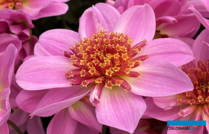 Dalia (Dahlia)Dalina Maxi Starburst Pink o ciekawych anemonowych kwiatostanach została wyróżniona w tym roku nagrodą FleuroStar, fot. A. Cecot