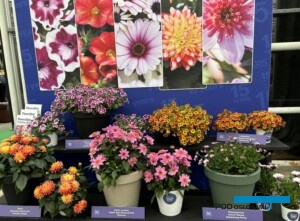Konkursowy kącik z roślinami - kandydatkami do nagrody FleuroStar 2024/25 - w jednej z lokalizacji FlowerTrials w Holandii (fot. A. Cecot)
