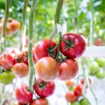 Pomidor malinowy DRTG4857, odporny na ToBRFV (fot. De Ruiter)