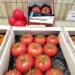 Pomidor malinowy DRTG4857, odporny na ToBRFV (fot. A. Wize)