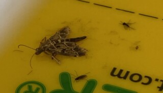 Pułapki do odłowu motyli Duponchelia fovealis wraz ze szkodnikiem na podłodze lepowej (fot. D. Łabanowska-Bury)