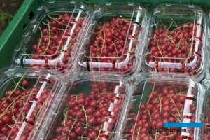 Owoce w długich gronach są zrywane bezpośrednio do punnetek