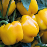 Papryka Kioto (fot. Syngenta)