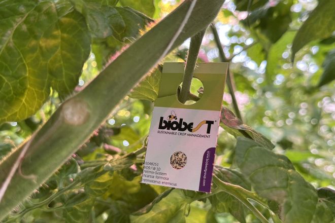 Ochrona biologiczna za pomocą makroorganizmów