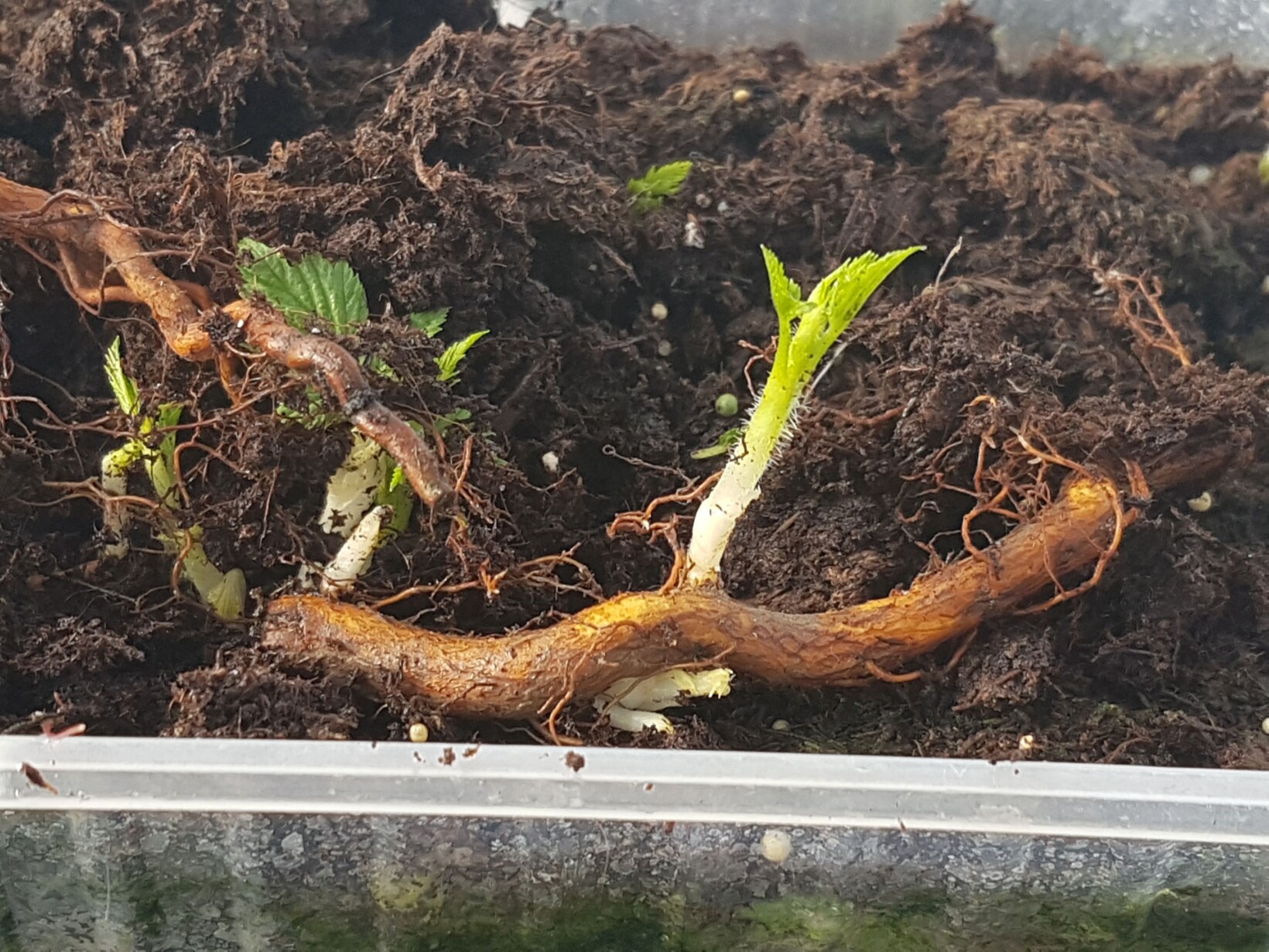 Odrosty korzeniowe maliny (fot. KKD)