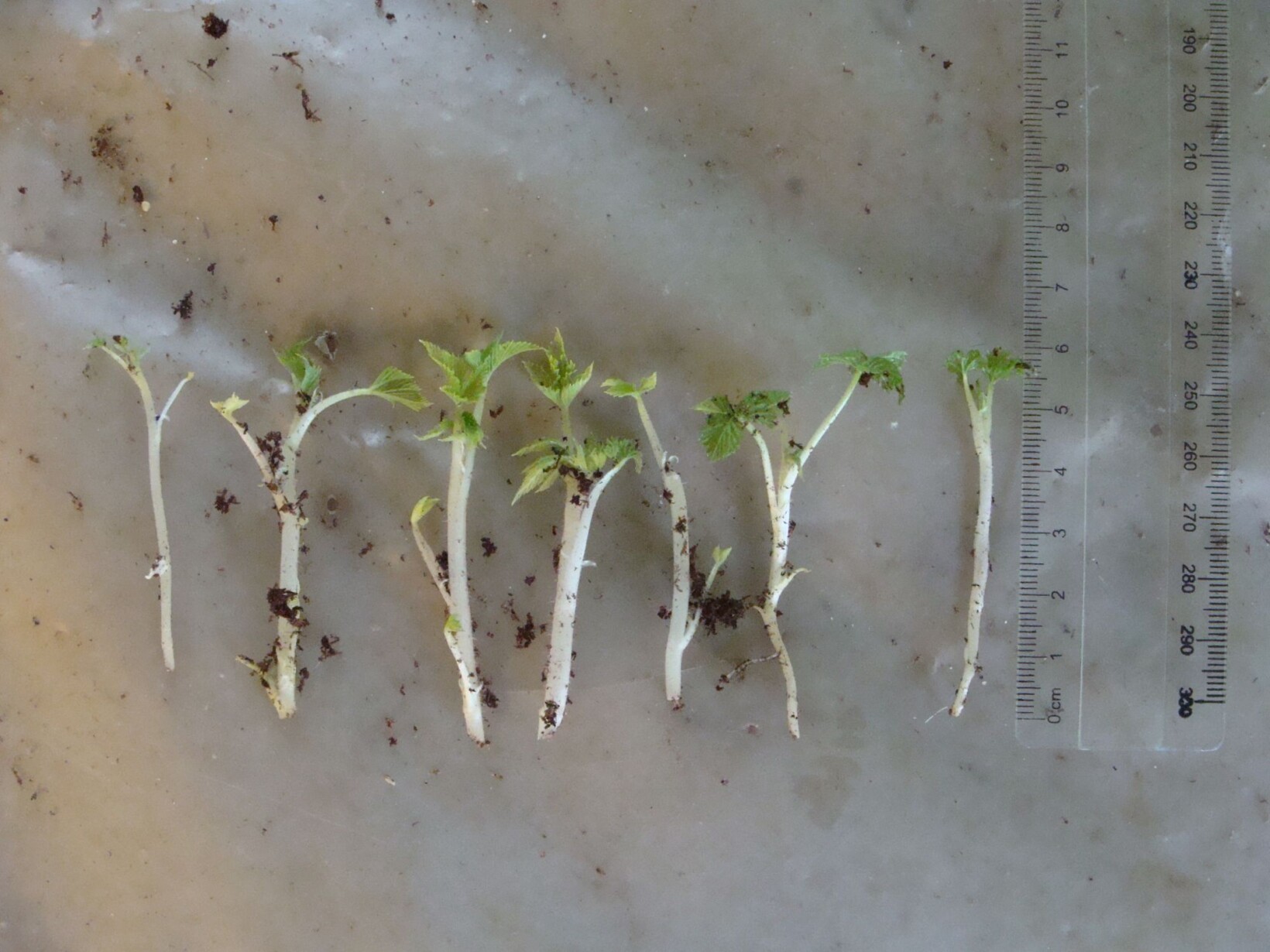 Sadzonki maliny z odrostów korzeniowych (fot. KKD)